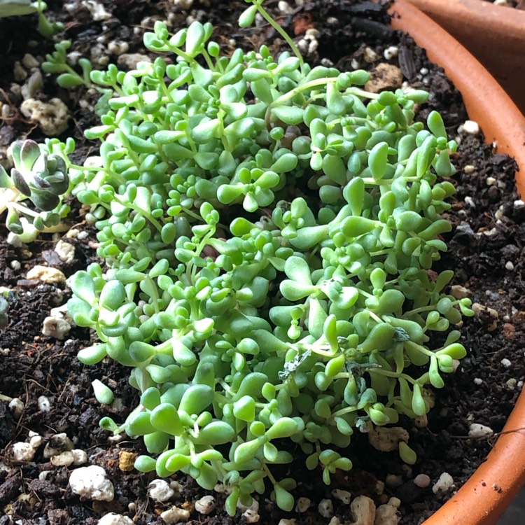 Plant image Sedum Brevifolium