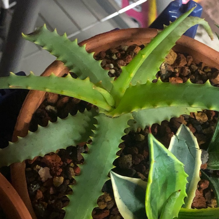 Plant image Aloe Hybrid 'LEO 3151A'