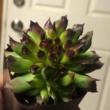 Sempervivum Tectorum Oddity