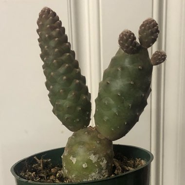 Tephrocactus articulatus 'Strobiliformis' syn. Tephrocactus articulatus var. strobiliformis