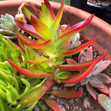 Crassula capitella 'Campfire'