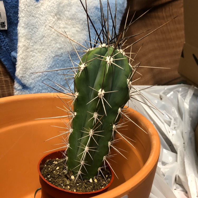 Plant image Cereus fernambucensis 'Lem'