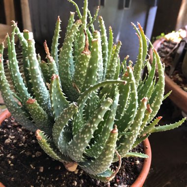 Aloe humilis