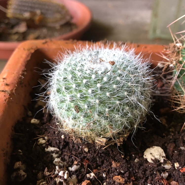 Plant image Mammillaria bocasana