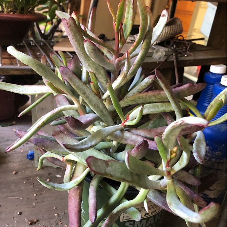 Plant image Cotyledon Burgundy Ice