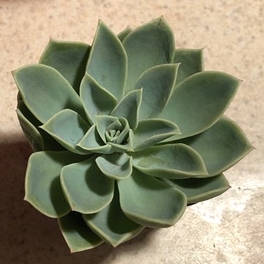 Echeveria Coolvue