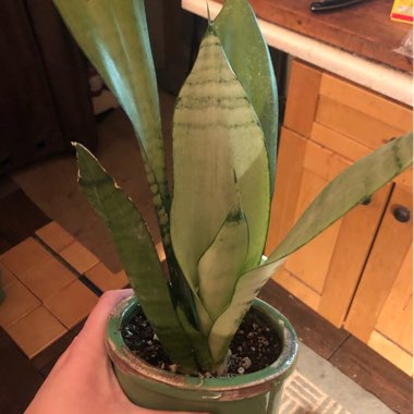 Sansevieria trifasciata 'Moonshine'