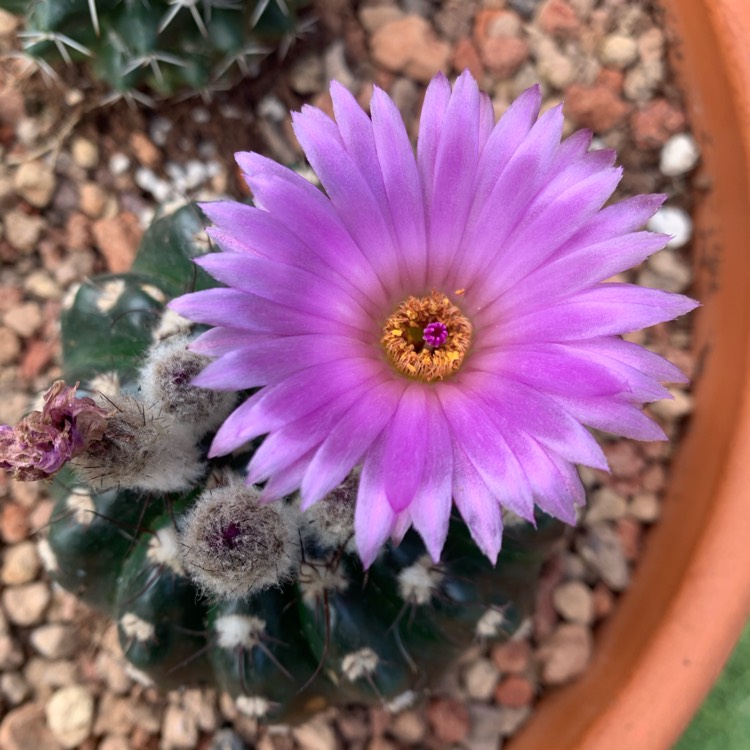 Plant image Notocactus ubelmannianus syn. Parodia werneri