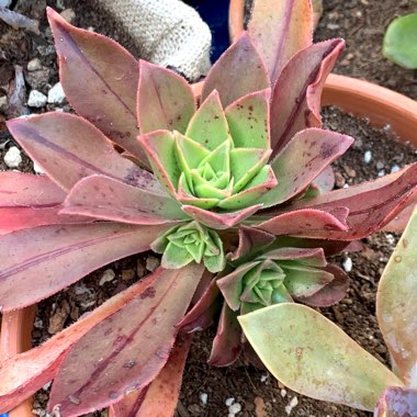 Aeonium Leucoblepharum