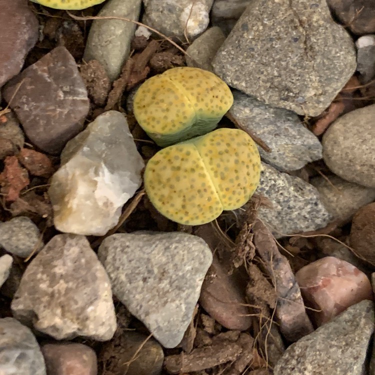 Plant image Lithops Fulviceps v. Fulviceps Aurea