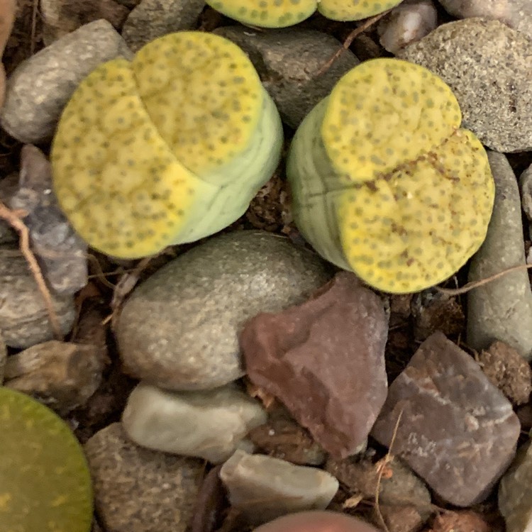 Plant image Lithops Fulviceps v. Fulviceps Aurea