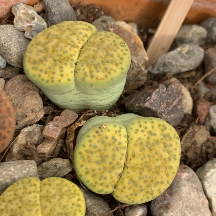 Plant image Lithops Fulviceps v. Fulviceps Aurea