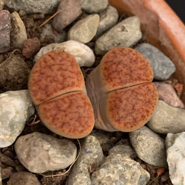 Lithops Bromfieldii v. Glaudinae C393