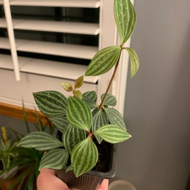 Peperomia puteolata