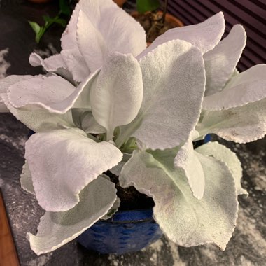 Senecio candicans 'Angel Wings'