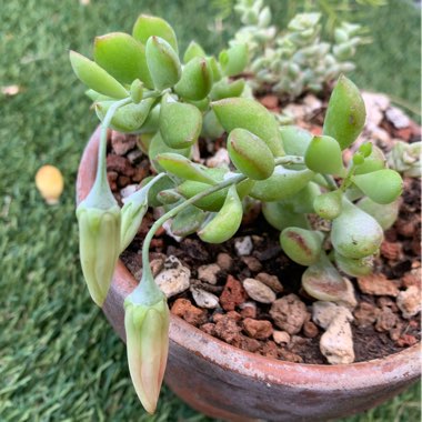 Cotyledon pendens