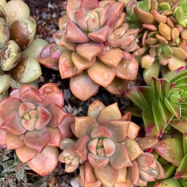 Graptopetalum Copper Rose