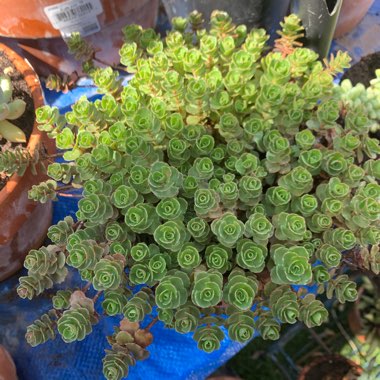 Sedum Spurium Schorbusers Blut