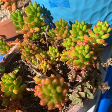 Sedum Rubrotinctum