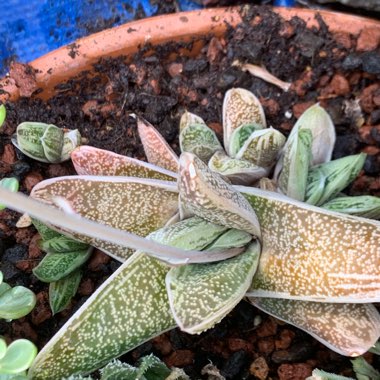 Gasteria 'Little Warty'