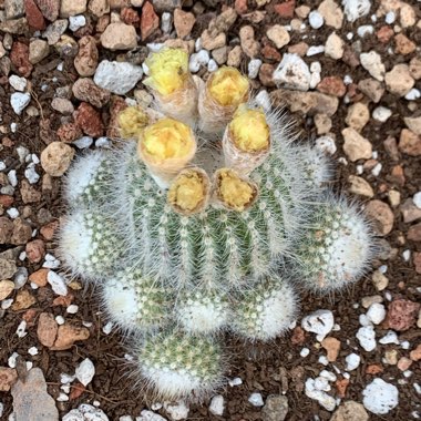 Notocactus succineus var. albispinus syn. Parodia scopa f. albiseta