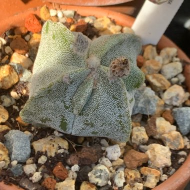 Astrophytum myriostigma