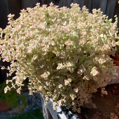 Crassula Pellucida Subsp. Marginalis 'Minima Albovariegata' 