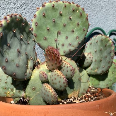 Opuntia violacea var. macrocentra