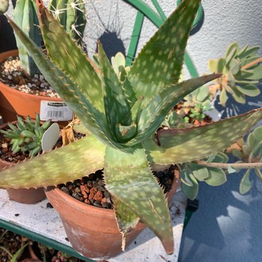 Aloe Maculata