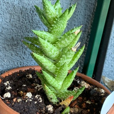 Aloe Zanzibarica