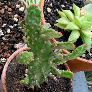 Opuntia monacantha f. monstruosa variegata