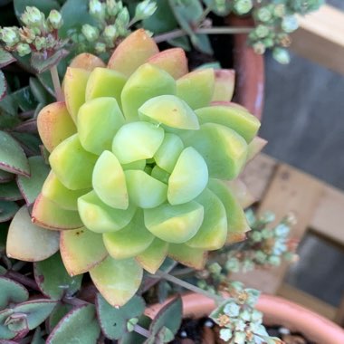 Sedum Golden Glow