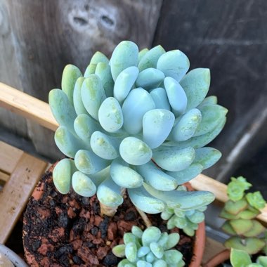 x Pachyveria Scheideckeri