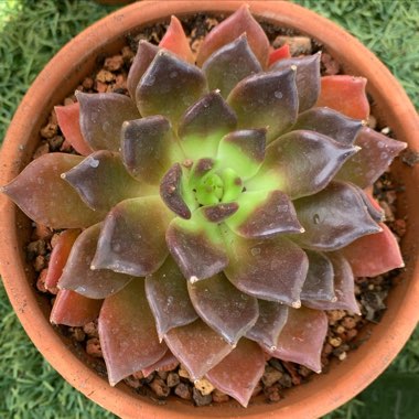 Echeveria Black Prince