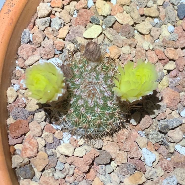 Plant image Parodia Mammulosa syn. Notocactus roseoluteus