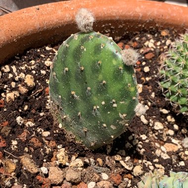 Opuntia basilaris