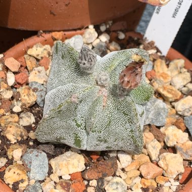 Astrophytum myriostigma