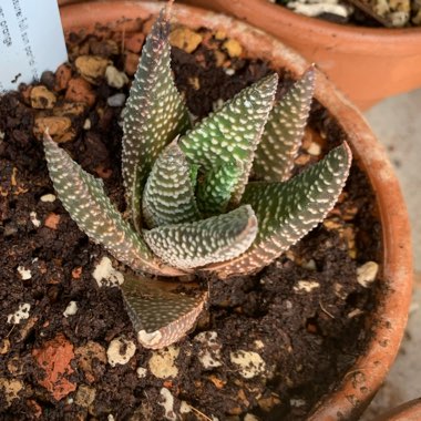 Gasteria Okavango