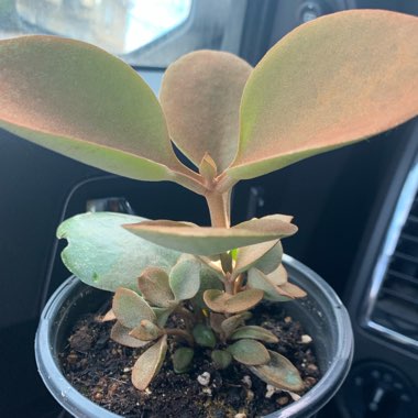 Kalanchoe orgyalis