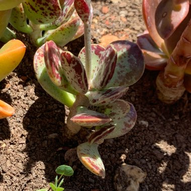 Adromischus maculatus syn. Cotyledon rupicola ; Cotyledon maculatus