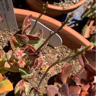 Adromischus maculatus syn. Cotyledon rupicola ; Cotyledon maculatus