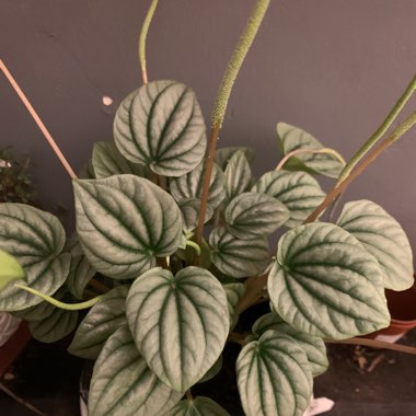 Peperomia 'Moonlight'