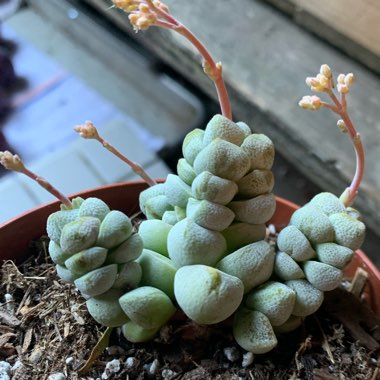 Crassula deceptor syn. Crassula deceptrix