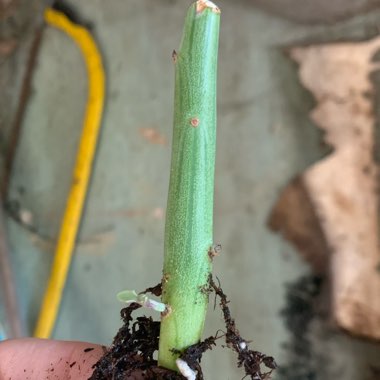 Senecio articulatus