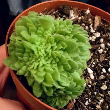 Aeonium Tabulaefoeme f. Cristata