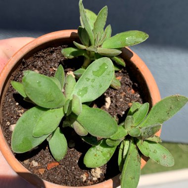 Crassula Swaziensis