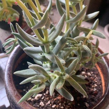 Crassula 'Surprise Party'