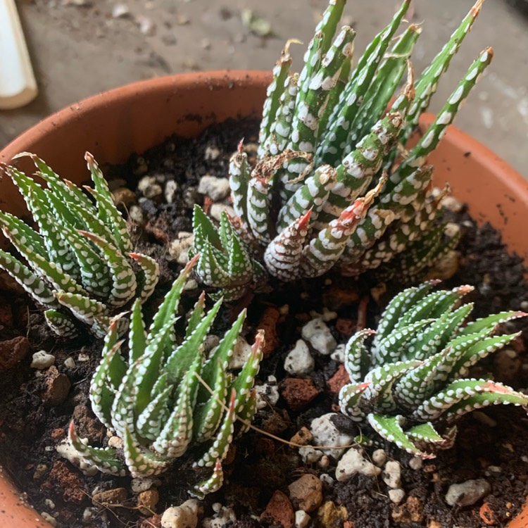 Plant image Haworthia Attenuata var 'Wide Band'