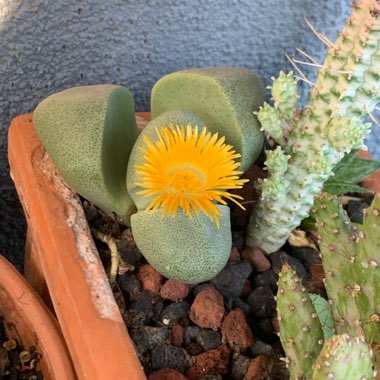 Pleiospilos nelii