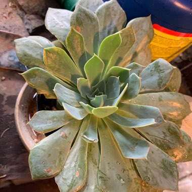 Echeveria Shaviana ‘Blue Heron'